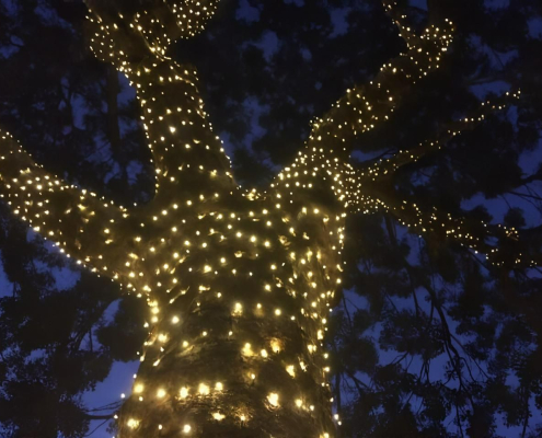 Commercial solar fairy lights in a tree